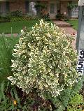 Silver King Japanese Euonymus / Euonymus japonicus 